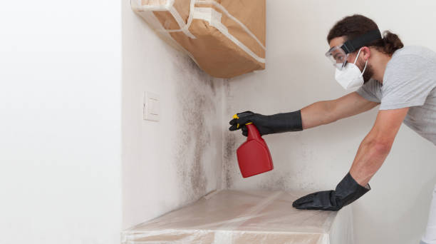 Professional Basement Mold Remediation technician working in Fredericksburg, PA