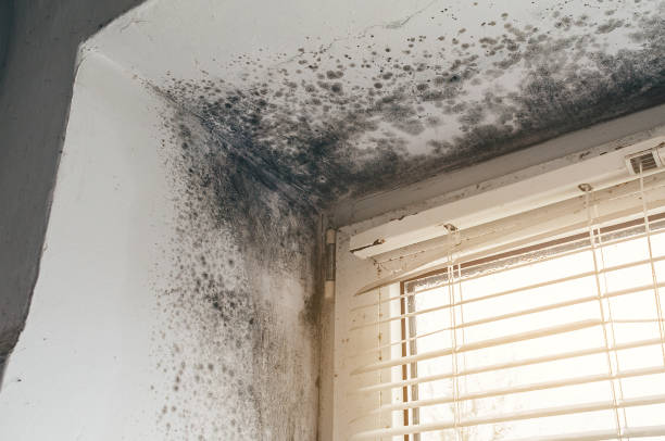 Affordable Basement Mold Remediation solutions in Fredericksburg, PA